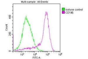 Overlay histogram showing MCF-7 cells stained with ABIN7147325 (red line) at 1:400. (MCAM 抗体  (AA 50-646))