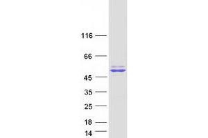 GPN-Loop GTPase 1 (GPN1) (Transcript Variant 1) protein (Myc-DYKDDDDK Tag)