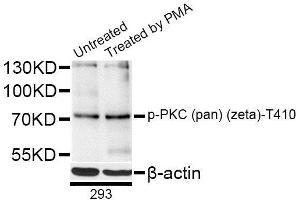Western blot analysis of extracts of 293 cells, using Phospho-PKC (pan) (zeta)-T410 antibody (ABIN5996150) at 1/1000 dilution. (PKC 抗体  (pThr410))