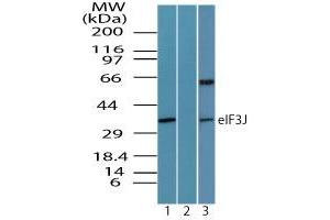 Image no. 1 for anti-Eukaryotic Translation Initiation Factor 3 Subunit J (EIF3S1) (AA 230-280) antibody (ABIN960155) (EIF3S1 抗体  (AA 230-280))