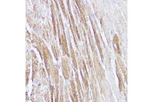 Immunohistochemistry of paraffin-embedded mouse heart using NPPA Rabbit pAb (ABIN7268829) at dilution of 1:100 (40x lens). (NPPA 抗体  (AA 26-151))
