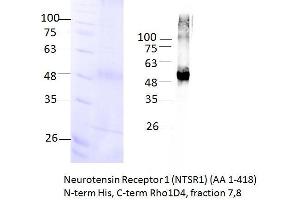 Image no. 3 for Neurotensin Receptor 1 (High Affinity) (NTSR1) (AA 1-418) protein (rho-1D4 tag,His tag) (ABIN3084600)