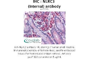 Image no. 1 for anti-NLR Family, CARD Domain Containing 3 (NLRC3) (Internal Region) antibody (ABIN1737382) (NLRC3 抗体  (Internal Region))
