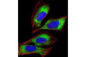 Immunofluorescent analysis of 4 % paraformaldehyde-fixed, 0. (RPL14 抗体  (AA 117-147))