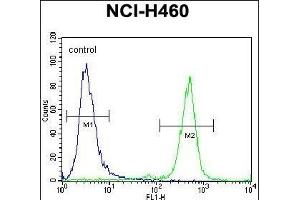 PURB Antibody (C-term)  flow cytometric analysis of NCI- cells (right histogram) compared to a negative control cell (left histogram). (PURB 抗体  (C-Term))