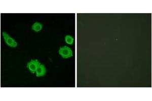 Immunofluorescence analysis of HuvEc cells, using BAI3 Antibody. (BAI3 抗体  (AA 211-260))