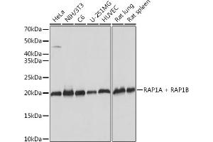 Western blot analysis of extracts of various cell lines, using RA + RB Rabbit mAb (ABIN7269853) at 1:1000 dilution. (RAP1A + RAP1B 抗体)
