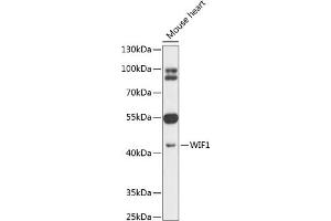 Western blot analysis of extracts of mouse heart, using WIF1 antibody (ABIN6128926, ABIN6150217, ABIN6150219 and ABIN6216799) at 1:1000 dilution. (WIF1 抗体  (AA 29-220))