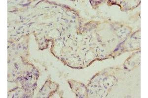 Immunohistochemistry of paraffin-embedded human placenta tissue using ABIN7150790 at dilution of 1:100