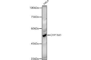 Western Blotting (WB) image for anti-Cytochrome P450, Family 11, Subfamily A, Polypeptide 1 (CYP11A1) (AA 40-320) antibody (ABIN1512804)