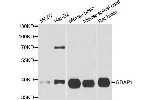 Western blot analysis of extracts of various cell lines, using GDAP1 antibody (ABIN5973967) at 1/1000 dilution. (GDAP1 抗体)