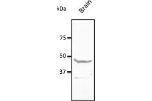 Western Blotting (WB) image for anti-Neuropeptide Y Receptor Y1 (NPY1R) (C-Term) antibody (ABIN7272973) (NPY1R 抗体  (C-Term))