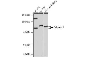 Western blot analysis of extracts of various cell lines, using Calpain 1 Rabbit mAb (ABIN7266033) at 1:1000 dilution. (CAPNL1 抗体)