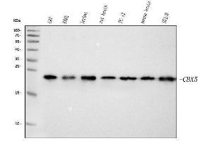 Western blot analysis of HP1 alpha/CBX5 using anti-HP1 alpha/CBX5 antibody (ABIN7599057).
