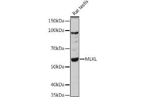 Western blot analysis of extracts of Rat testis, using MLKL antibody (ABIN6130557, ABIN6143881, ABIN6143885 and ABIN6217453) at 1:1000 dilution. (MLKL 抗体)