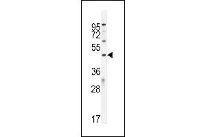 ICEF1 抗体  (C-Term)