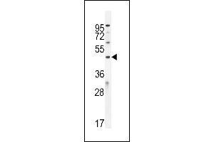 ICEF1 Antibody (C-term) (ABIN654728 and ABIN2844416) western blot analysis in  cell line lysates (35 μg/lane).