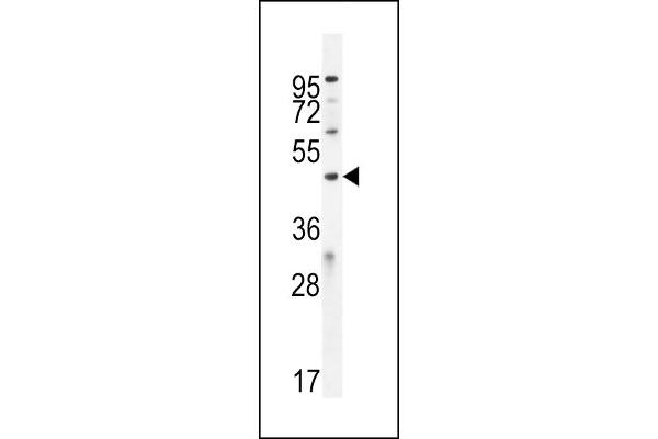 ICEF1 antibody  (C-Term)
