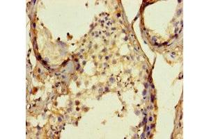 Immunohistochemistry of paraffin-embedded human testis tissue using ABIN7159762 at dilution of 1:100 (MAPRE1 抗体  (AA 2-268))