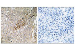 Immunohistochemistry (IHC) image for anti-Taurine Transporter (TAUT) (C-Term) antibody (ABIN1852168) (TAUT 抗体  (C-Term))