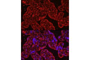 Immunofluorescence analysis of human placenta cells using PROK1 Rabbit mAb (ABIN7269546) at dilution of 1:100 (40x lens). (Prokineticin 1 抗体)