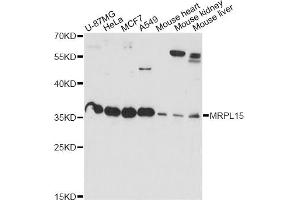 Western blot analysis of extracts of various cell lines, using MRPL15 antibody (ABIN6290631) at 1:1000 dilution. (MRPL15 抗体)