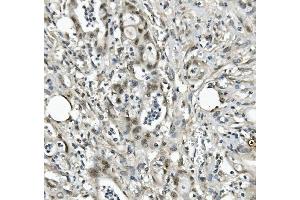 IHC analysis of EAPP using anti-EAPP antibody (ABIN7599214). (EAPP 抗体  (AA 1-285))
