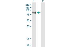 Western Blot analysis of STAT3 expression in transfected 293T cell line by STAT3 MaxPab polyclonal antibody. (STAT3 抗体  (AA 1-770))