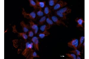 Immunofluorescence (IF) image for anti-neonatal Fc Receptor (FcRn) antibody (ABIN1774763)