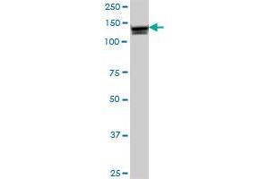 ANPEP MaxPab polyclonal antibody. (CD13 抗体  (AA 1-967))