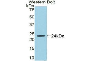 Western Blotting (WB) image for anti-Fas (TNFRSF6)-Associated Via Death Domain (FADD) (AA 7-178) antibody (ABIN3202512) (FADD 抗体  (AA 7-178))
