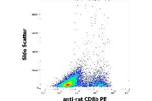 Flow cytometry surface staining pattern of rat splenocyte suspension stained using anti-rat CD8b (341) PE antibody (concentration in sample 3 μg/mL). (CD8B 抗体  (PE))
