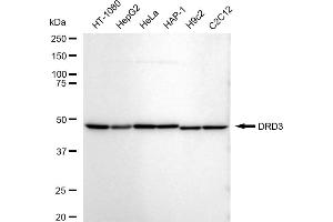 Western blotting analysis using DRD3 antibody (ABIN7798386).