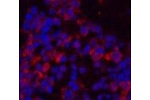 Immunofluorescence analysis of Mouse spleen tissue using eIF4A1 Monoclonal Antibody at dilution of 1:200. (EIF4A1 抗体)