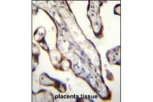 GDF15 Antibody (N-term) (ABIN656484 and ABIN2845763) immunohistochemistry analysis in formalin fixed and paraffin embedded human placenta tissue followed by peroxidase conjugation of the secondary antibody and DAB staining. (GDF15 抗体  (N-Term))