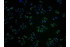Immunofluorescence (IF) image for anti-Olfactory Receptor, Family 1, Subfamily A, Member 2 (OR1A2) (AA 247-262) antibody (ABIN7139953)