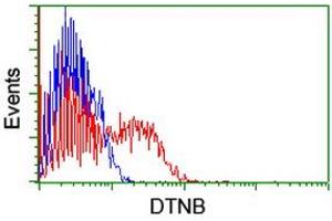 HEK293T cells transfected with either RC203798 overexpress plasmid (Red) or empty vector control plasmid (Blue) were immunostained by anti-DTNB antibody (ABIN2455574), and then analyzed by flow cytometry. (Dystrobrevin beta 抗体)