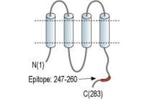 Gap Junction Protein, beta 1, 32kDa (GJB1) peptide