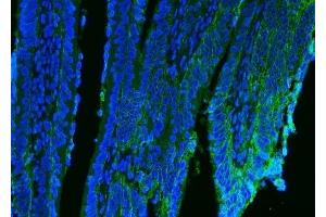 IF analysis of CD9 using anti-CD9 antibody (ABIN7600001).