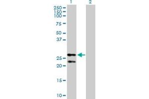 Western Blot analysis of PRDX3 expression in transfected 293T cell line by PRDX3 MaxPab polyclonal antibody.