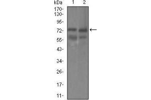 Western blot analysis using GUCY1A3 mouse mAb against HEK293 (1) and Raji (2) cell lysate. (GUCY1A1 抗体  (AA 22-214))