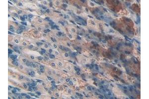 IHC-P analysis of Mouse Stomach Tissue, with DAB staining. (CD46 抗体  (AA 157-365))