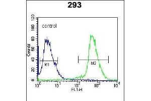 ARL2 Antibody (C-term) (ABIN650704 and ABIN2839229) flow cytometric analysis of 293 cells (right histogram) compared to a negative control cell (left histogram).