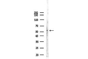Western blot analysis of lysates from Mouse liver, using Cytochrome P450 2F1 Antibody at 1/1000 dilution.