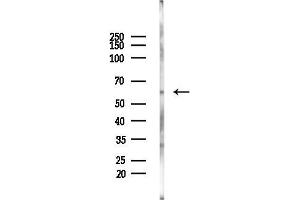 anti-Scavenger Receptor Class B, Member 1 (SCARB1) (Internal Region) antibody