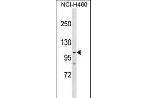 RP1 Antibody (Center) (ABIN1881628 and ABIN2838817) western blot analysis in NCI- cell line lysates (35 μg/lane). (PARP1 抗体  (AA 590-618))