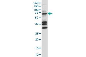 COIL monoclonal antibody (M05A), clone 4B8 Western Blot analysis of COIL expression in NIH/3T3 . (Coilin 抗体  (AA 477-575))