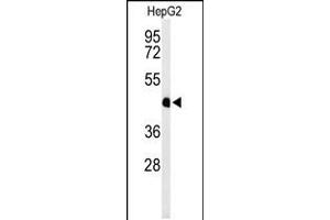 Western blot analysis of HFE2 Antibody in HepG2 cell line lysates (35ug/lane) (HFE2 抗体  (C-Term))