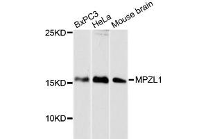 Western blot analysis of extracts of various cell lines, using MPZL1 antibody (ABIN6292381) at 1:3000 dilution. (MPZL1 抗体)