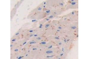 Used in DAB staining on fromalin fixed paraffin- embedded Kidney tissue (GFRA1 抗体  (AA 239-350))
